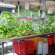 Illustration for article titled French Market, Parnell, Auckland